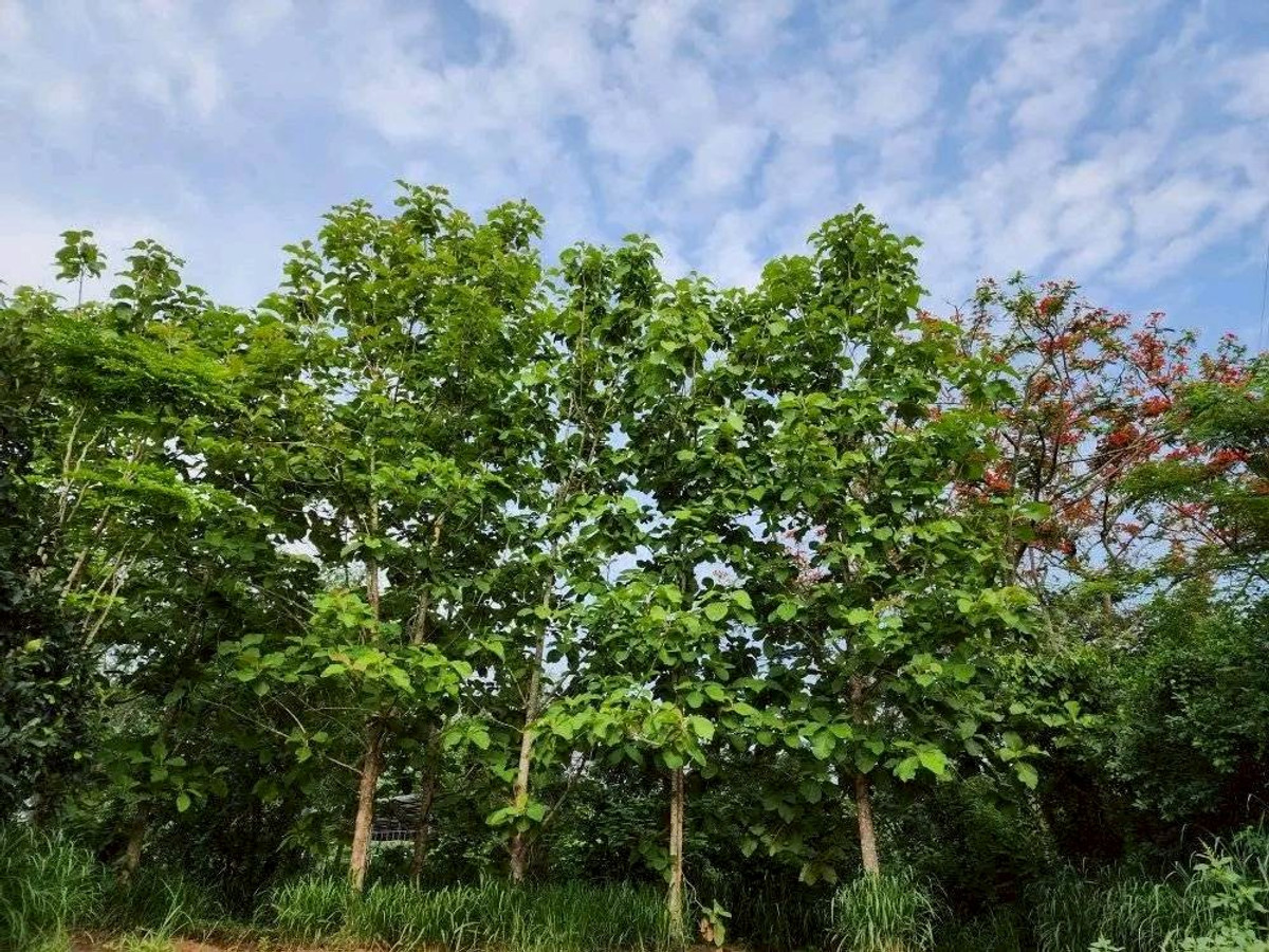 ขายที่ดินปากช่อง เขาใหญ่ : ขายที่ดินพร้อมสวน  อ.ปากช่อง จ.โคราช (5 ไร่ 2 งาน) หลัง Big C ปากช่อง-เขาใหญ่