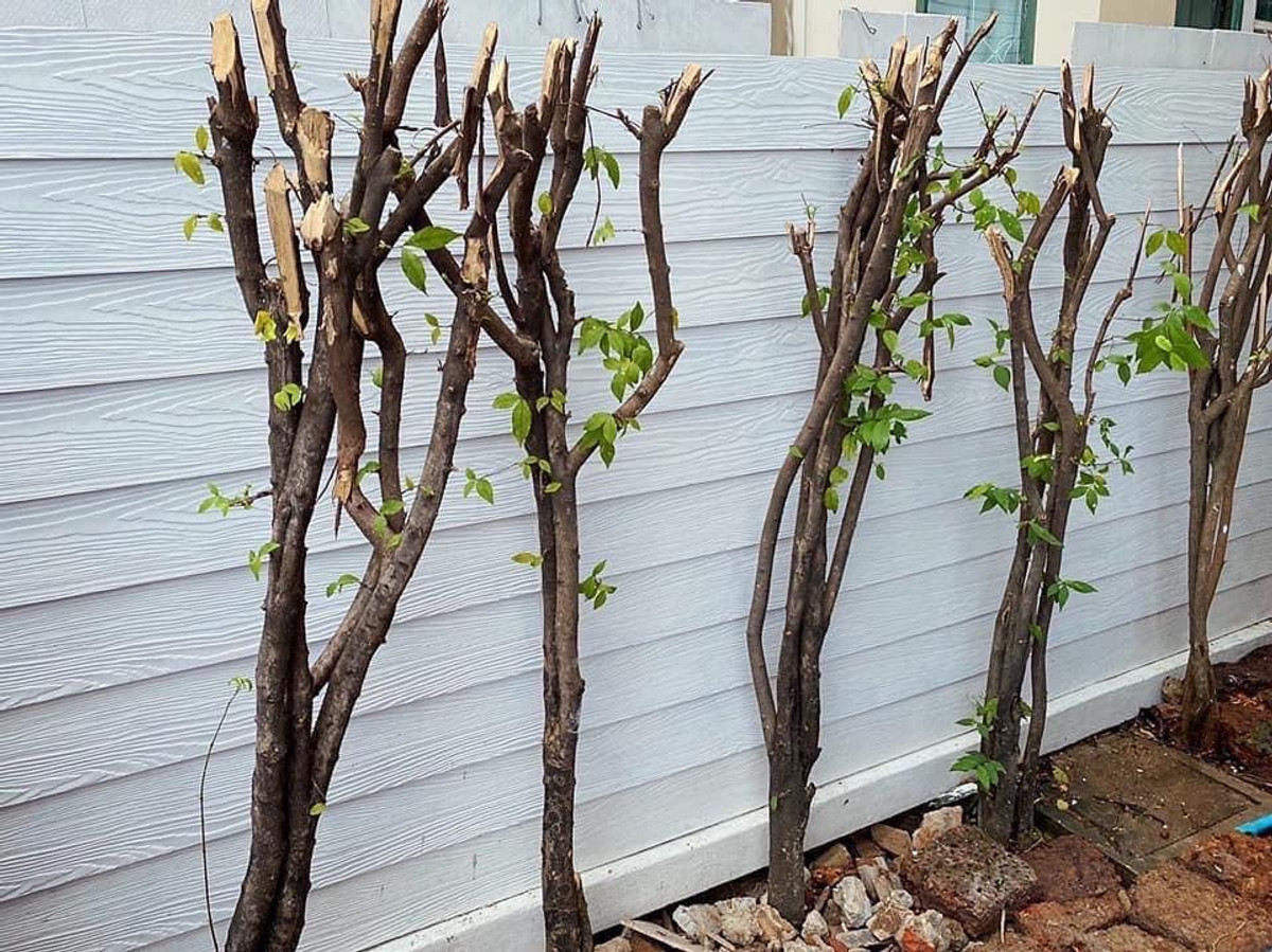 ให้เช่าบ้านมีนบุรี-ร่มเกล้า : ให้เช่า บ้านเดี่ยว (หมู่บ้านพฤกษาชาติแสนสุข ซอยรามคำแหง 118)