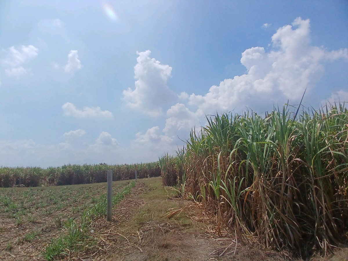 ขายที่ดินสุพรรณบุรี : 🌿 ขายที่ดินสุพรรณบุรี 10 ไร่ ติดคลองชลประทาน 💰 พร้อมไร่อ้อย เก็บเกี่ยวขายได้ทันที!