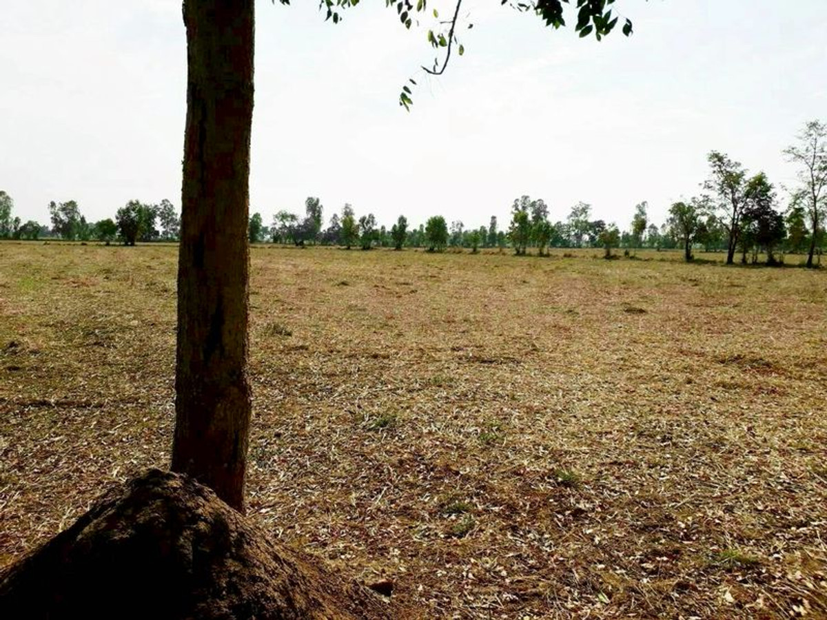 For SaleLandNakhon Sawan : Land for sale 64-0-48 rai, Huai Tan Nuea Subdistrict, Nong Bua District, Nakhon Sawan Province.