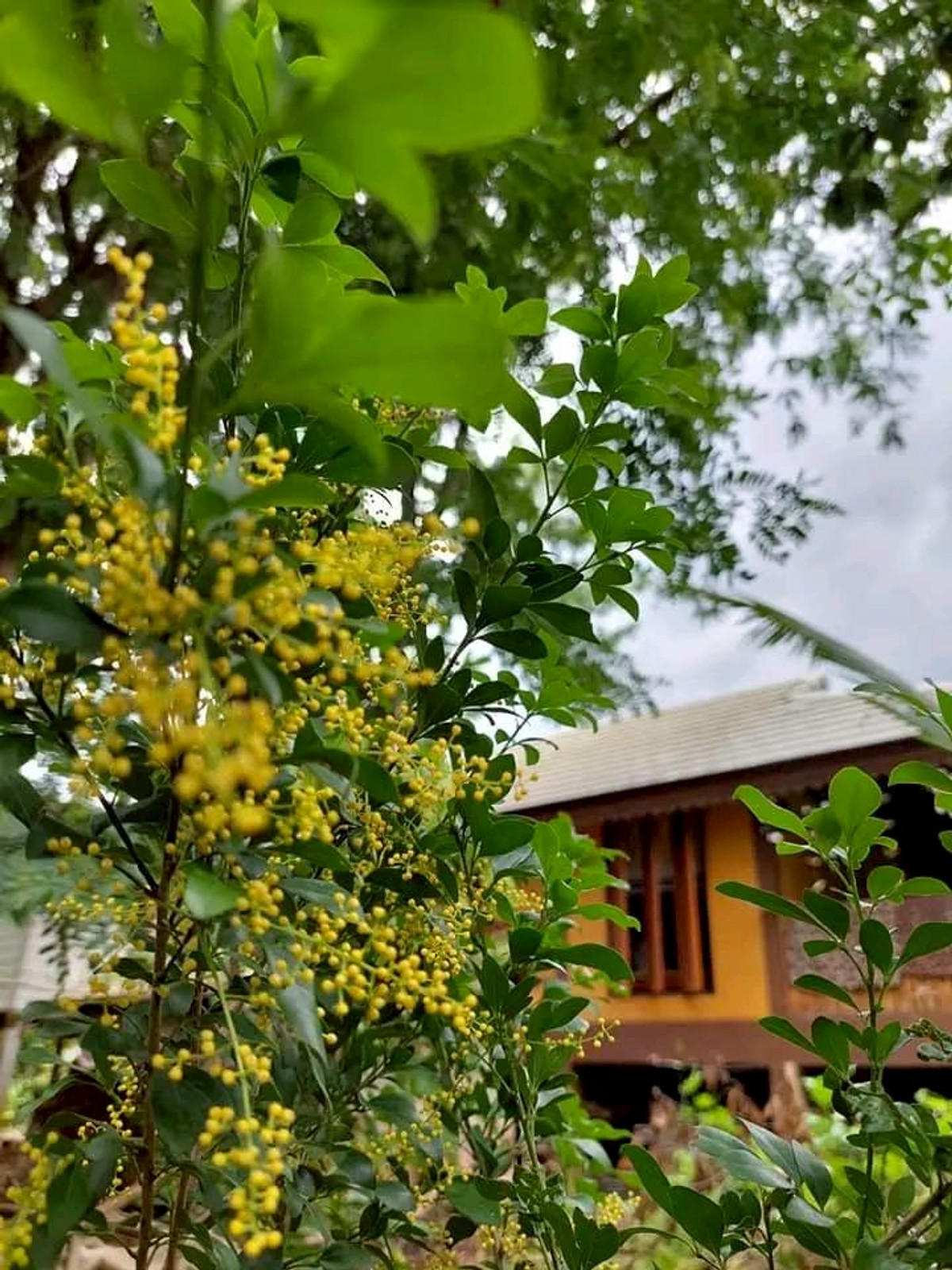 ขายที่ดินปากช่อง เขาใหญ่ : ขายที่ดินพร้อมสวน  อ.ปากช่อง จ.โคราช (5 ไร่ 2 งาน) หลัง Big C ปากช่อง-เขาใหญ่