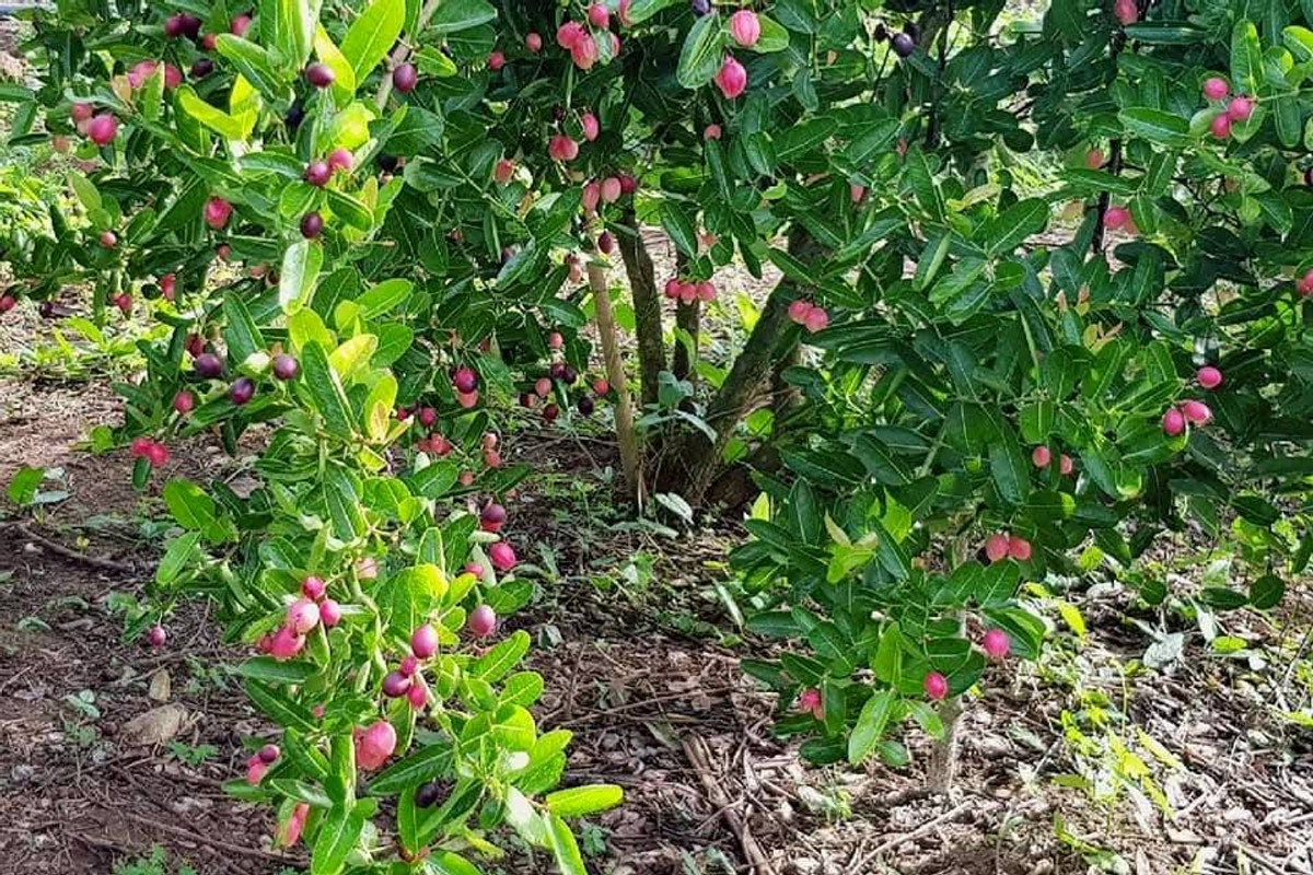 ขายที่ดินปากช่อง เขาใหญ่ : ขายที่ดินพร้อมสวน  อ.ปากช่อง จ.โคราช (5 ไร่ 2 งาน) หลัง Big C ปากช่อง-เขาใหญ่