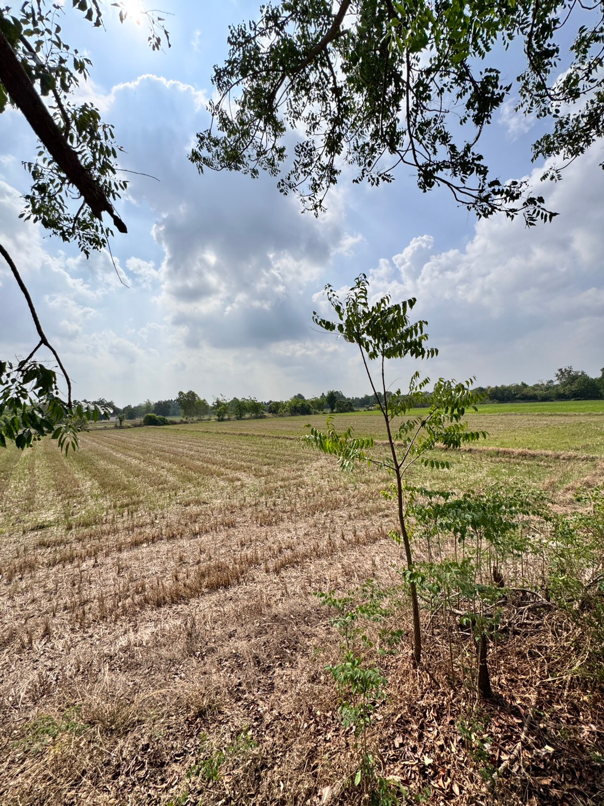 For SaleLandUthai Thani : [Land for sale very cheap] It is a rice field on an area of ​​23 rai 2 ngan, inexpensive price in the land of Nong Chang District, Uthai Thani.