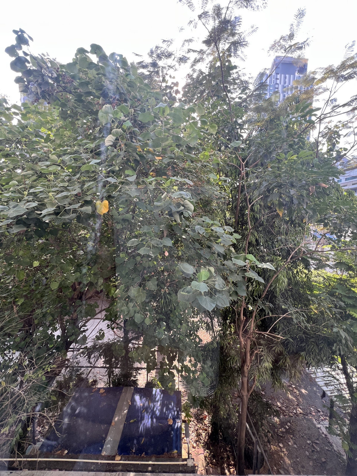 ขายคอนโดอ่อนนุช อุดมสุข : คอนโดสวยที่สถานีแชมเบอร์สอ่อนนุช