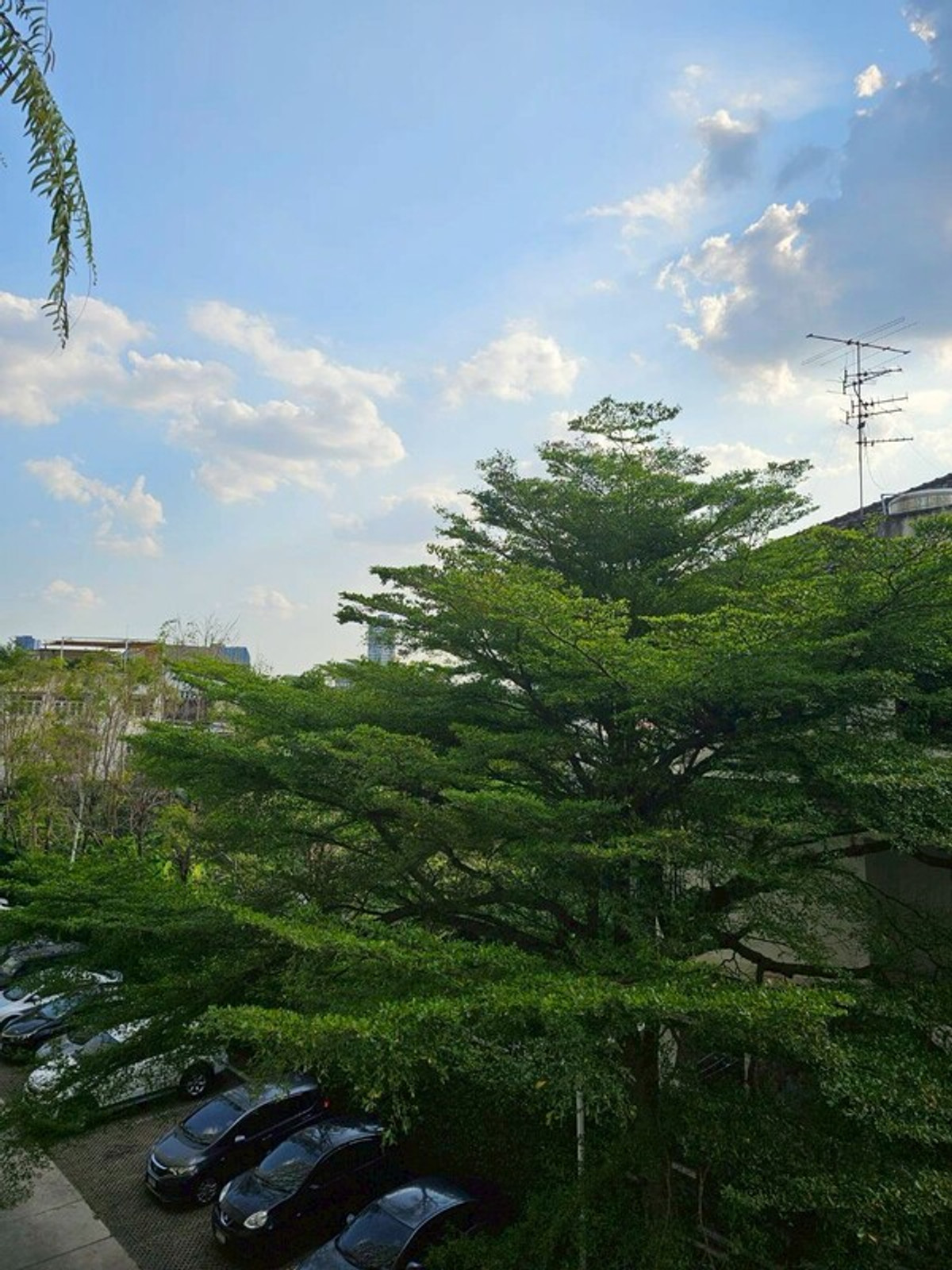 For RentCondoOnnut, Udomsuk : Condo for rent Lumpini Sukhumvit 77-2 BTS On Nut