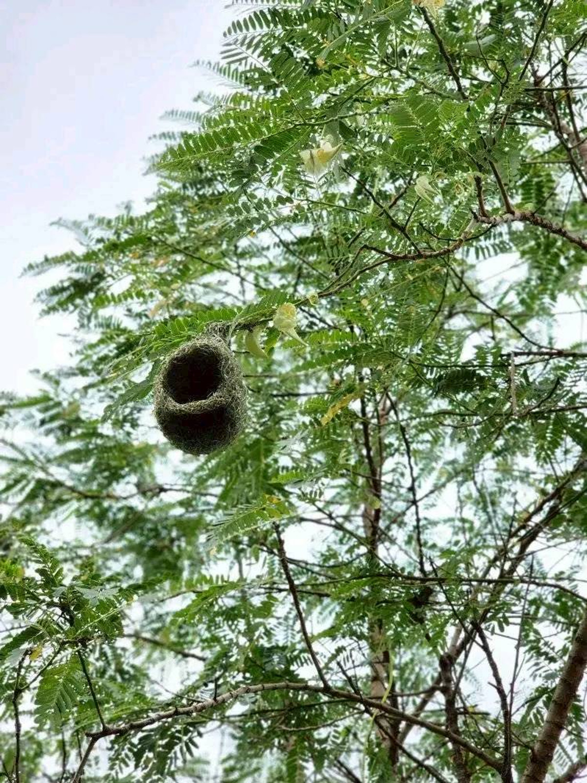 ขายที่ดินปากช่อง เขาใหญ่ : ขายที่ดินพร้อมสวน  อ.ปากช่อง จ.โคราช (5 ไร่ 2 งาน) หลัง Big C ปากช่อง-เขาใหญ่