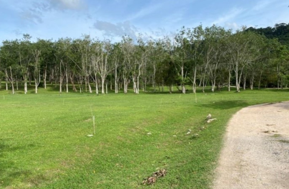 ขายที่ดินภูเก็ต : ที่ดินเปล่าแปลงใหญ่ จ.ภูเก็ต มีหลายแปลงหลายทำเล