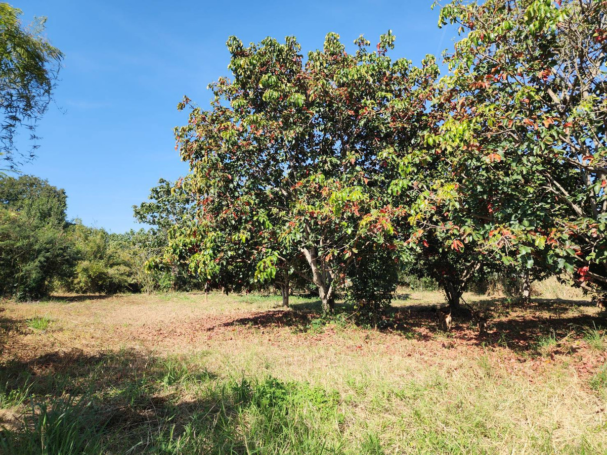 ขายที่ดินปากช่อง เขาใหญ่ : ขายที่ดินพร้อมสวน  อ.ปากช่อง จ.โคราช (5 ไร่ 2 งาน) หลัง Big C ปากช่อง-เขาใหญ่