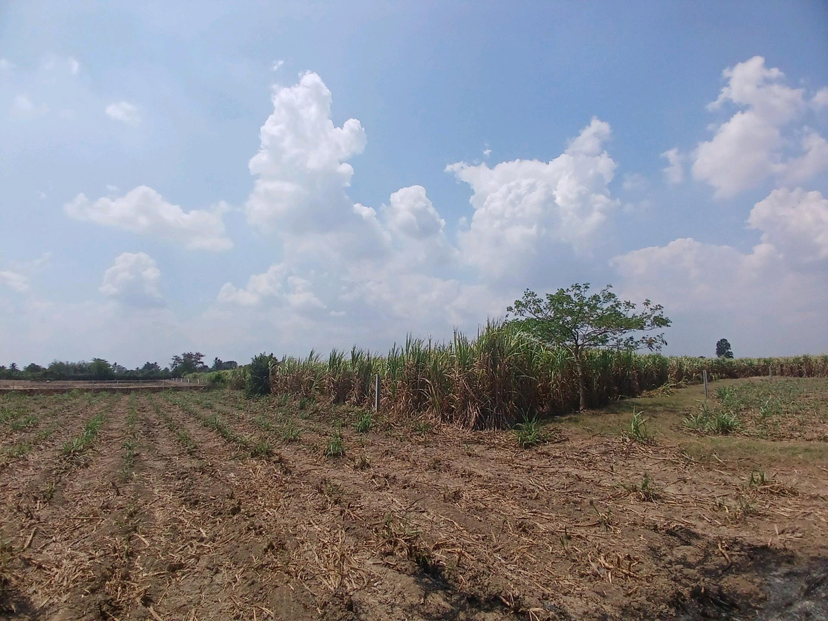 ขายที่ดินสุพรรณบุรี : 🌿 ขายที่ดินสุพรรณบุรี 10 ไร่ ติดคลองชลประทาน 💰 พร้อมไร่อ้อย เก็บเกี่ยวขายได้ทันที!