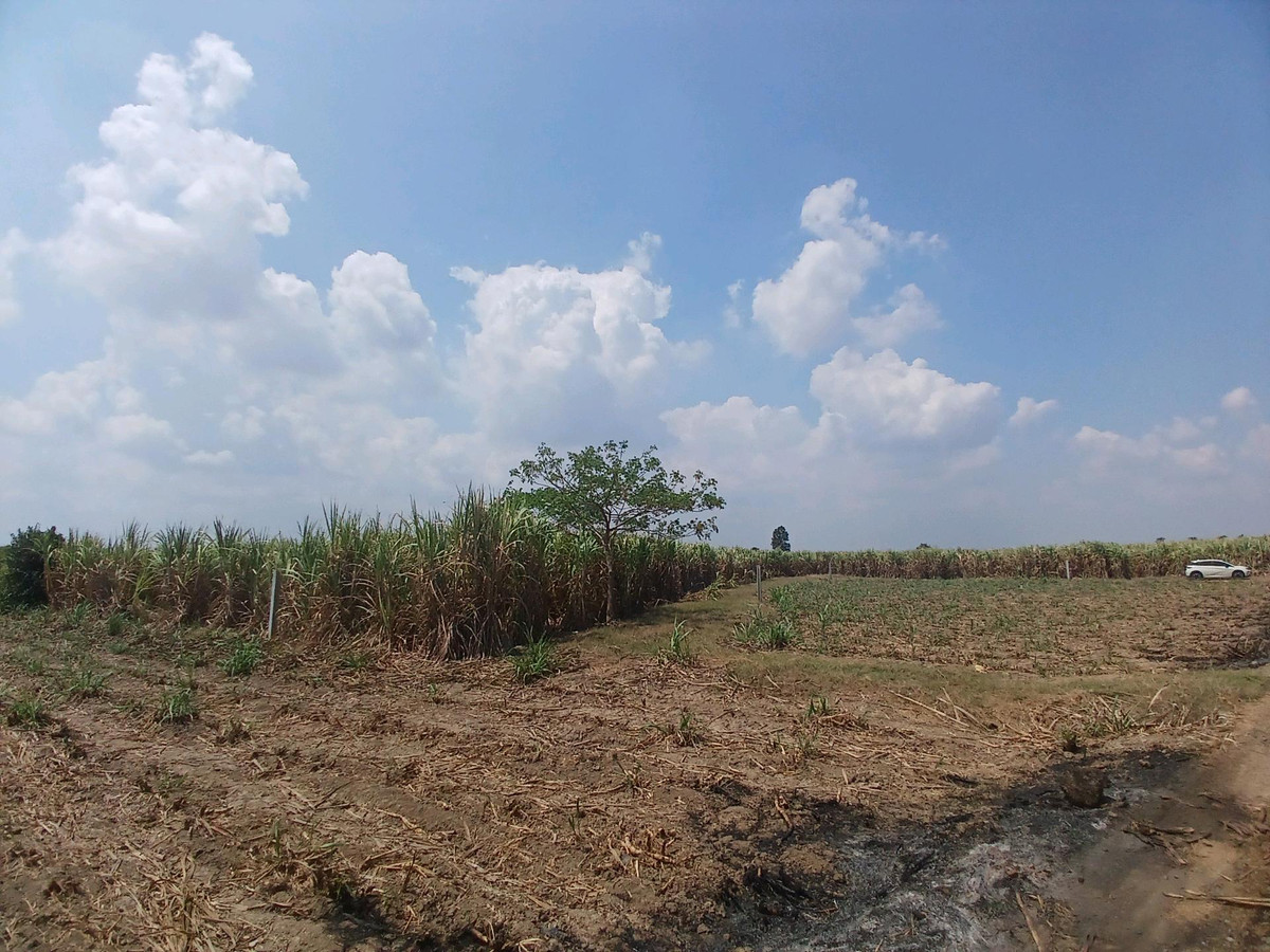 ขายที่ดินสุพรรณบุรี : 🌿 ขายที่ดินสุพรรณบุรี 10 ไร่ ติดคลองชลประทาน 💰 พร้อมไร่อ้อย เก็บเกี่ยวขายได้ทันที!