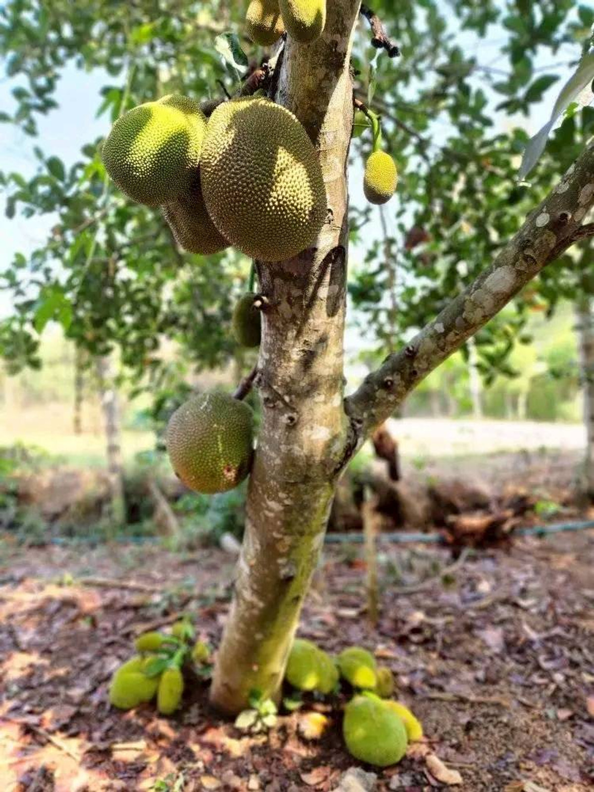 ขายที่ดินปากช่อง เขาใหญ่ : ขายที่ดินพร้อมสวน  อ.ปากช่อง จ.โคราช (5 ไร่ 2 งาน) หลัง Big C ปากช่อง-เขาใหญ่