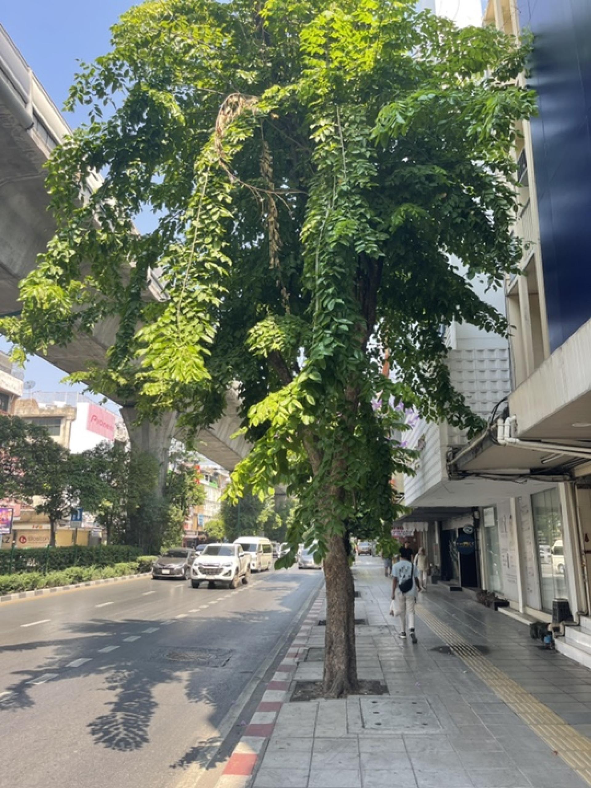 For SaleShop HouseSukhumvit, Asoke, Thonglor : Commercial building for sale Next to Sukhumvit Road
2 couples looking for 4 and a half floors, hit through near BTS Phra Khanong, good condition.