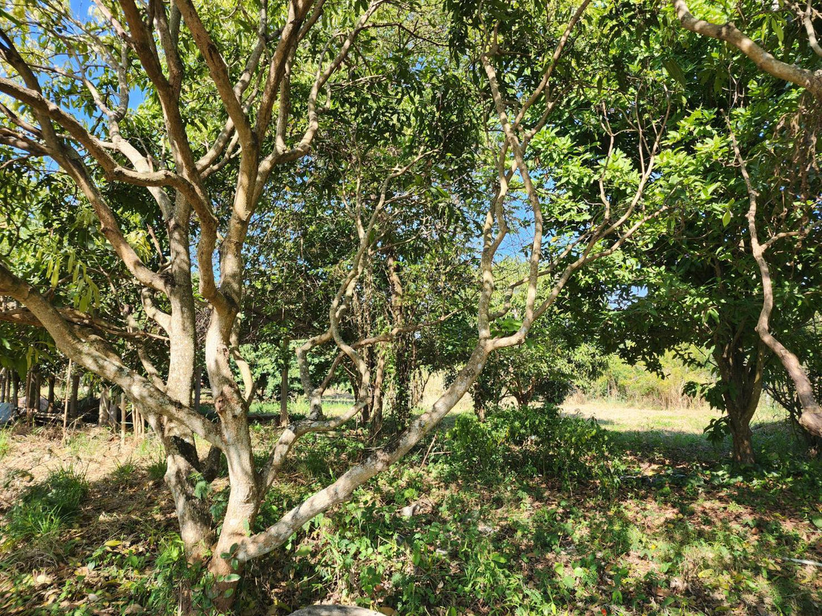 ขายที่ดินปากช่อง เขาใหญ่ : ขายที่ดินพร้อมสวน  อ.ปากช่อง จ.โคราช (5 ไร่ 2 งาน) หลัง Big C ปากช่อง-เขาใหญ่