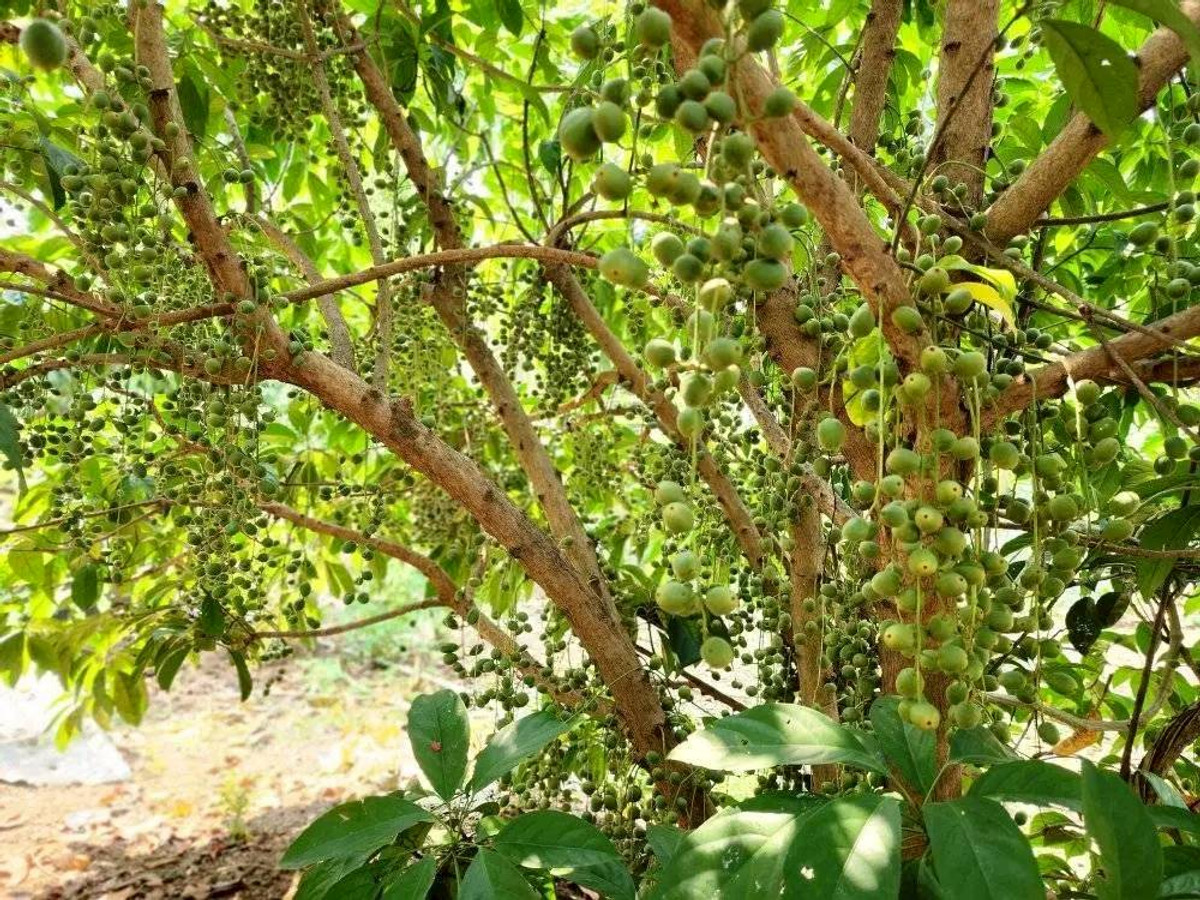 ขายที่ดินปากช่อง เขาใหญ่ : ขายที่ดินพร้อมสวน  อ.ปากช่อง จ.โคราช (5 ไร่ 2 งาน) หลัง Big C ปากช่อง-เขาใหญ่