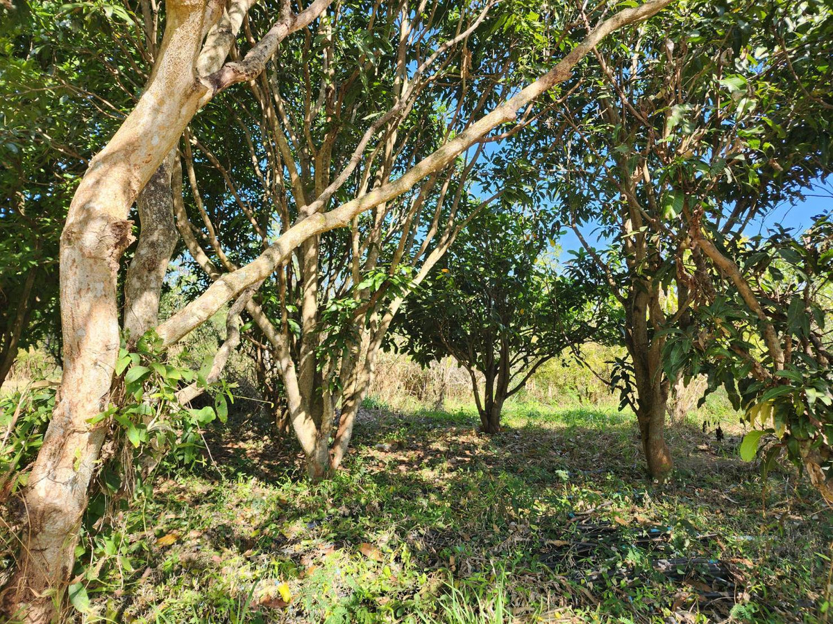 ขายที่ดินปากช่อง เขาใหญ่ : ขายที่ดินพร้อมสวน  อ.ปากช่อง จ.โคราช (5 ไร่ 2 งาน) หลัง Big C ปากช่อง-เขาใหญ่