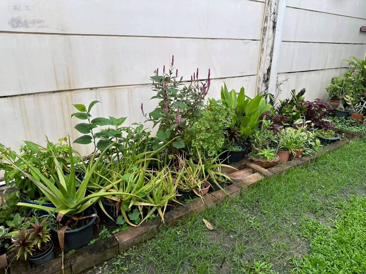 ให้เช่าบ้านบางแค เพชรเกษม : เช่าบ้านเดี่ยว 2 ชั้น | 3 ห้องนอน 3 ห้องน้ำ  หมู่บ้านนันทวัน สาธร ราชพฤกษ์