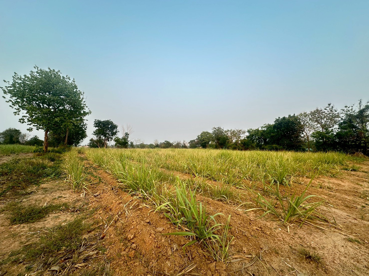ขายที่ดินขอนแก่น : ขายที่ดิน ติดถนนมิตรภาพขอนแก่น