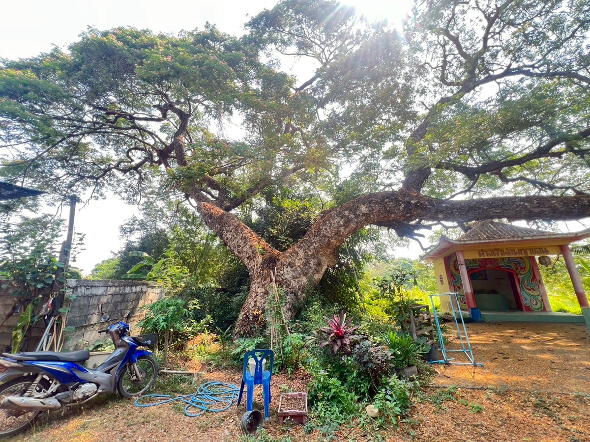 ขายบ้านสิงห์บุรี : บ้านเดี่ยว 2 ชั้น 42 ตร.ว. ครึ่งปูนครึ่งไม้สัก สภาพดี จ.สิงห์บุรี