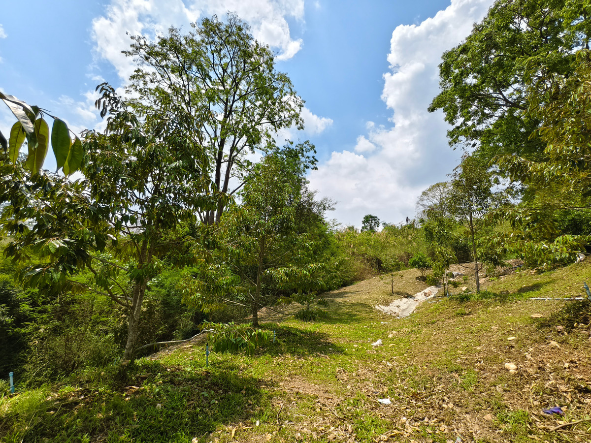 ขายที่ดินโคราช นครราชสีมา : ขายด่วน บ้านสวน พร้อมทุเรียน 2 ไร่  วังน้ำเขียว ติดวัดป่าปฏิบัติธรรม ทำเลดี อากาศบริสุทธิ์