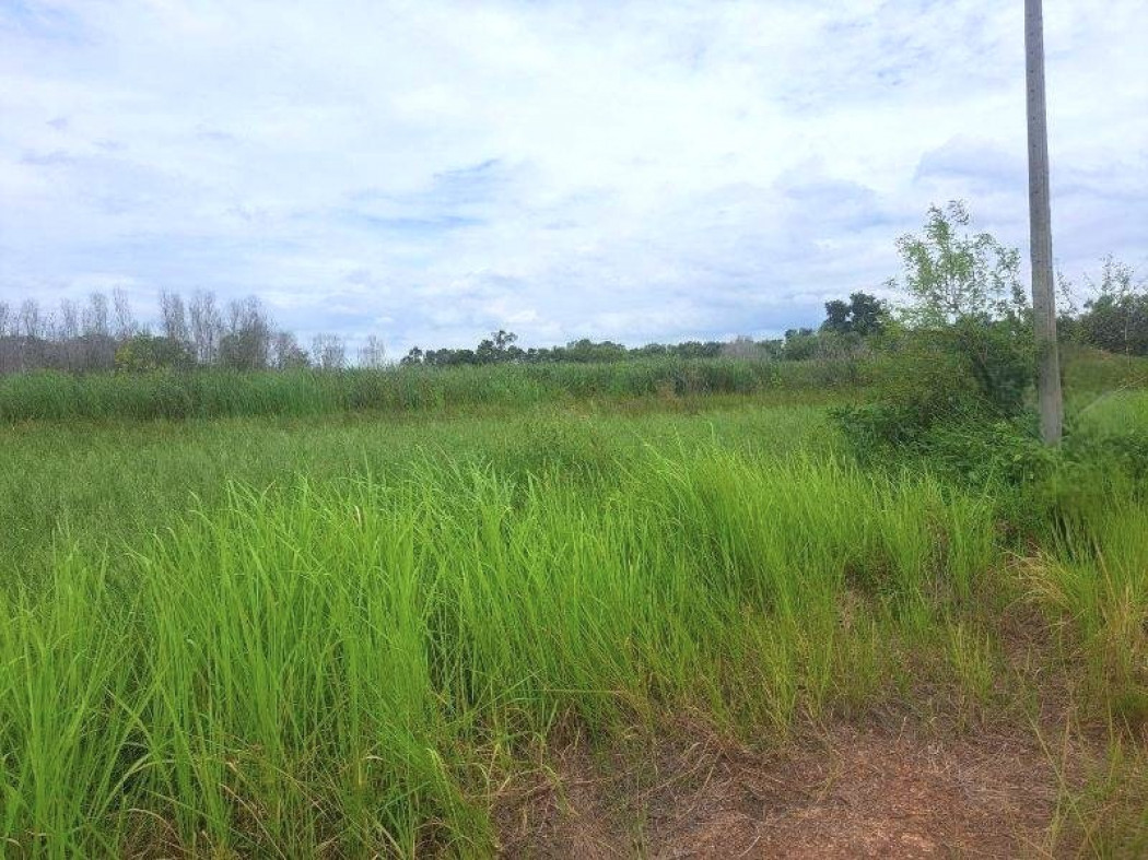 ขายที่ดินปทุมธานี รังสิต ธรรมศาสตร์ : ขายที่ดินเปล่าเนื้อที่รวม 4 ไร่ ใกล้โรงเรียนอยู่ประชานุเคราะห์ หนองเสือ ปทุมธานี ราคาถูกมาก