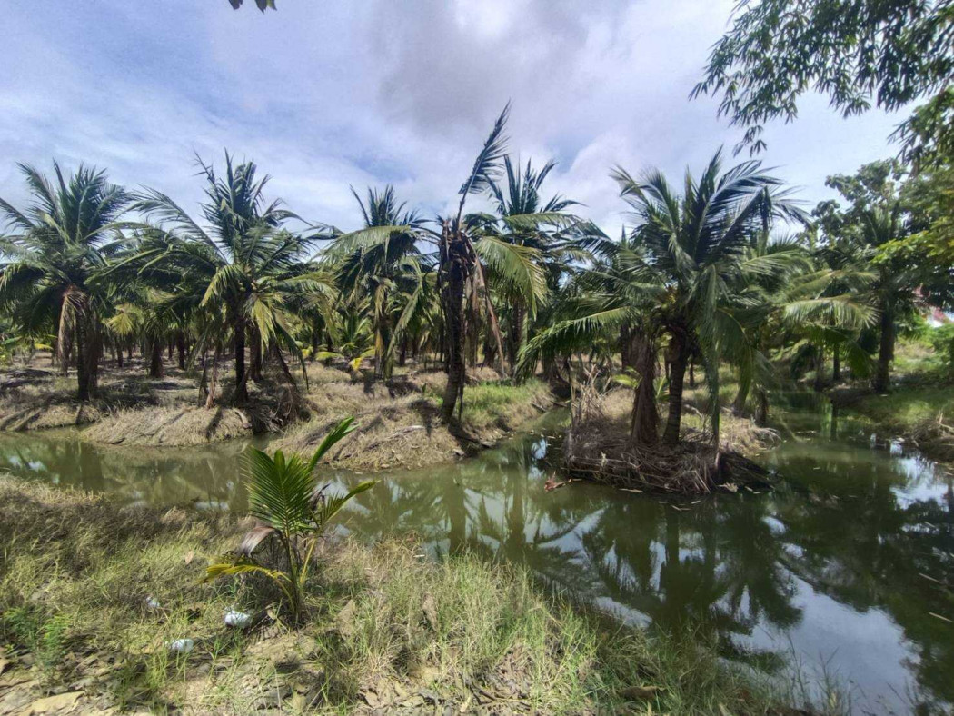 ขายที่ดินสุพรรณบุรี : ขาย ที่ดิน สวนมะพร้าวน้ำหอม 84 ไร่ 1 งาน 63 ตรว พร้อมบ้านพัก