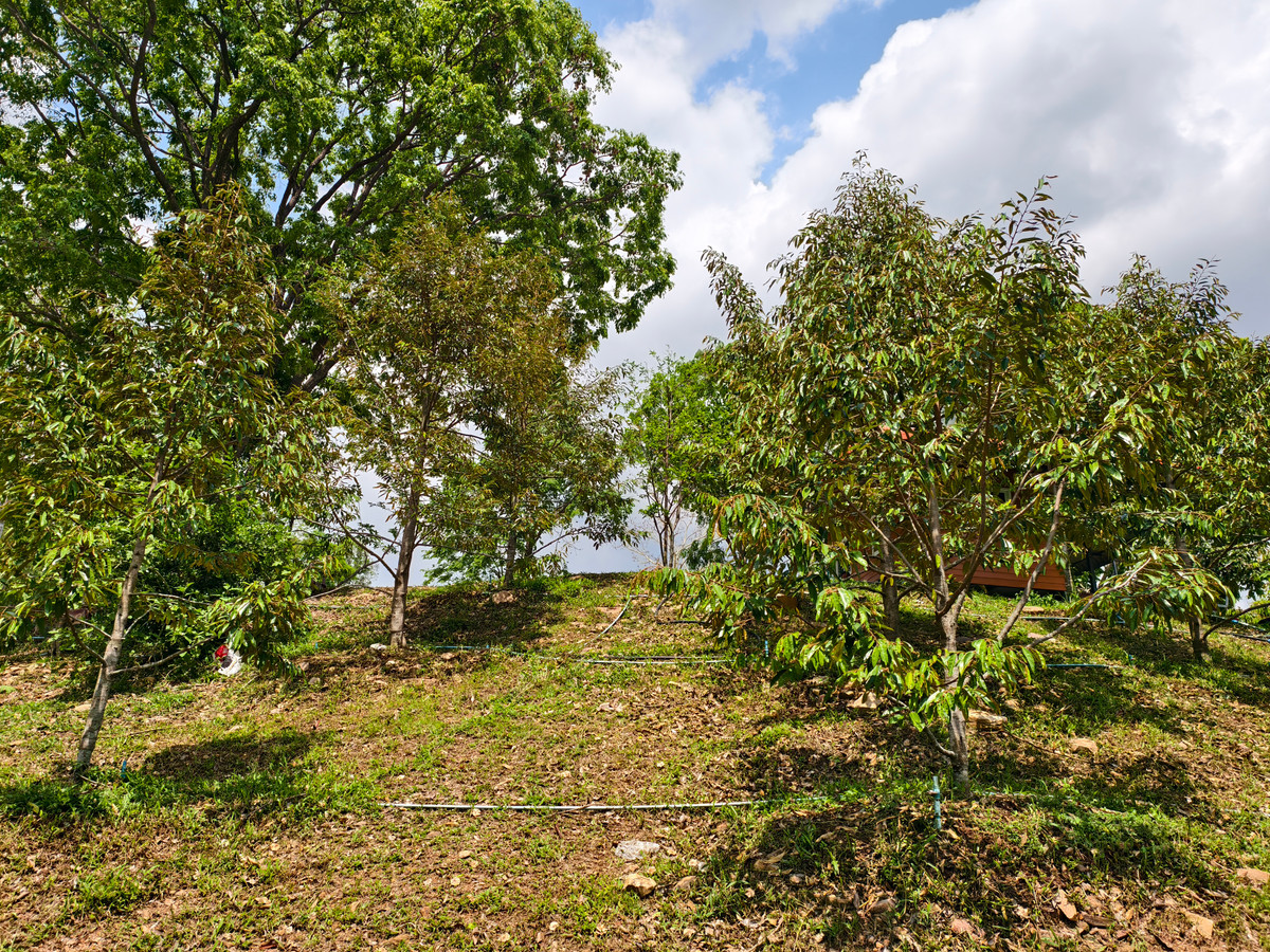 ขายที่ดินโคราช นครราชสีมา : ขายด่วน บ้านสวน พร้อมทุเรียน 2 ไร่  วังน้ำเขียว ติดวัดป่าปฏิบัติธรรม ทำเลดี อากาศบริสุทธิ์
