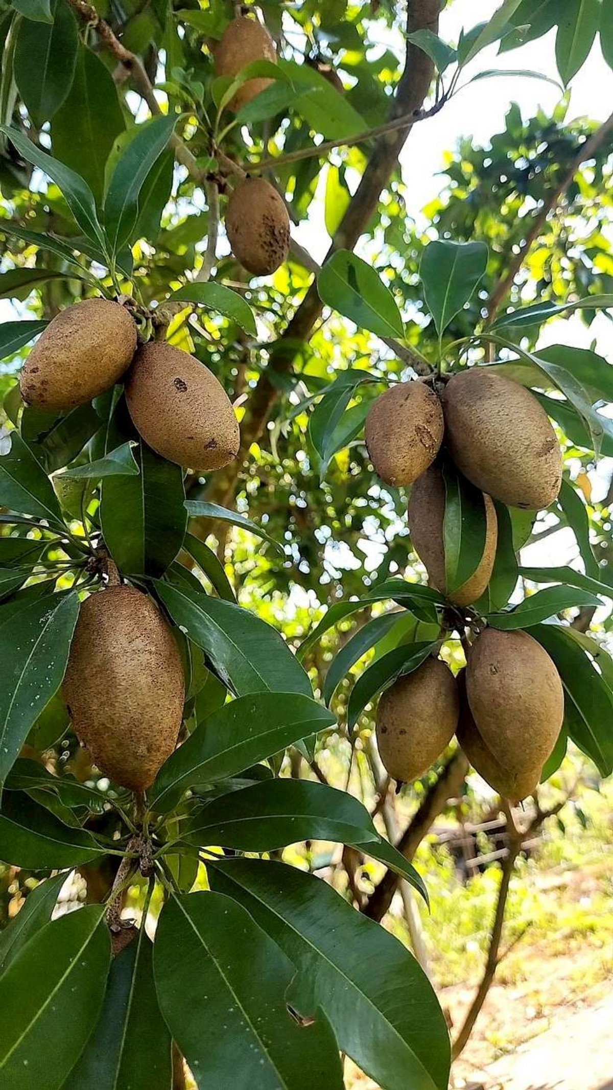 ขายที่ดินปากช่อง เขาใหญ่ : ขายที่ดินพร้อมสวน  อ.ปากช่อง จ.โคราช (5 ไร่ 2 งาน) หลัง Big C ปากช่อง-เขาใหญ่