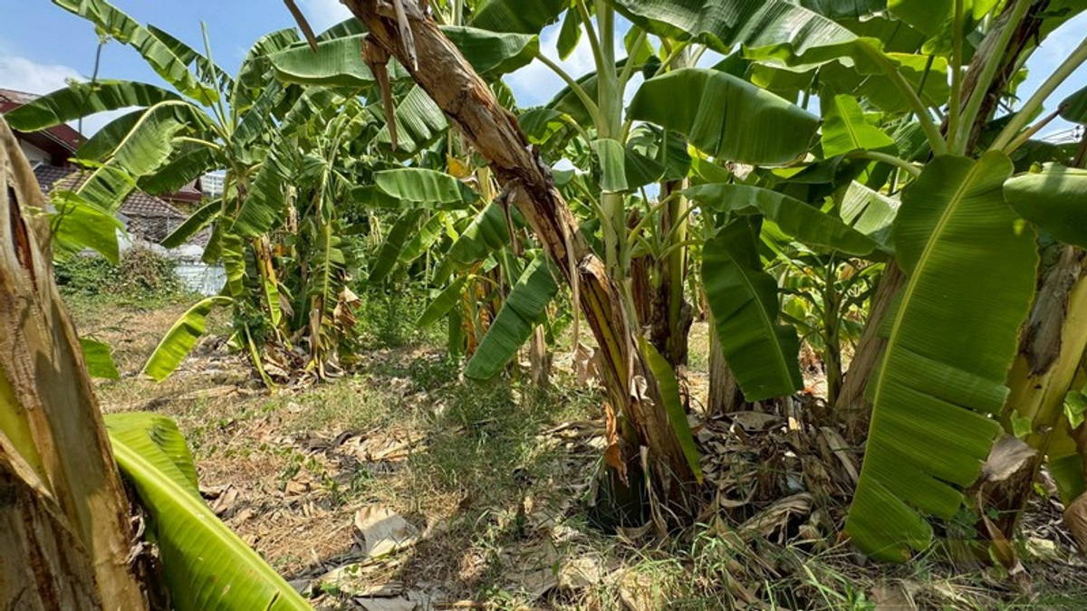 For SaleLandBang Sue, Wong Sawang, Tao Pun : Corner plot of land for sale, 130 sq m, next to the road on 2 sides, Prachachuen 28, prime location near 2 BTS lines, 2 ways to enter and exit.