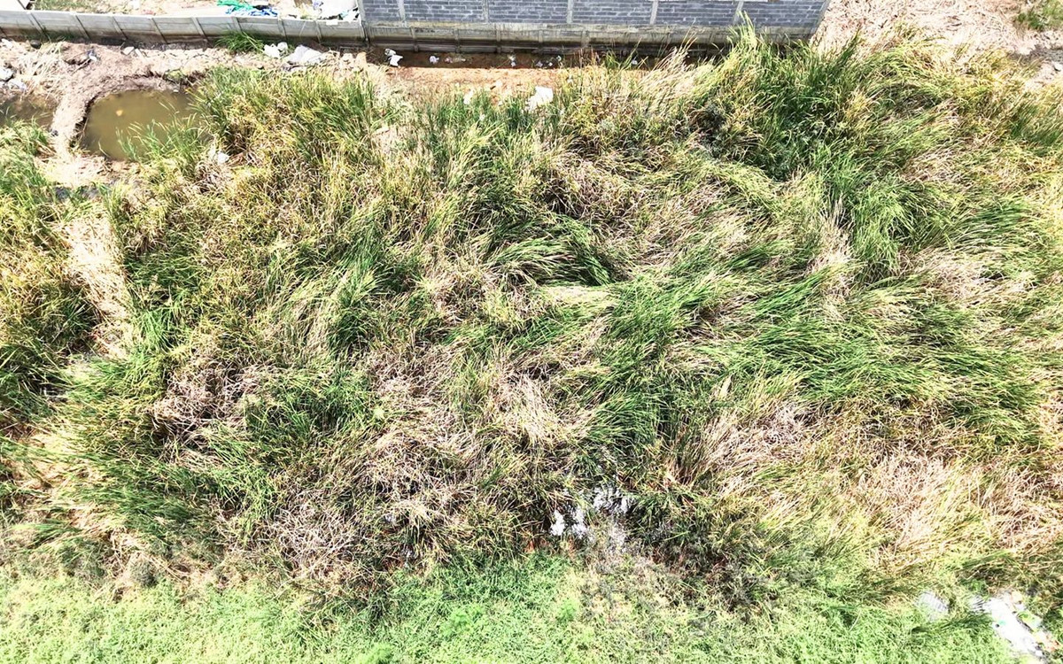 ขายที่ดินปทุมธานี รังสิต ธรรมศาสตร์ : ขายที่ดินคลองหลวง คลองหนึ่ง 100 ตารางวา