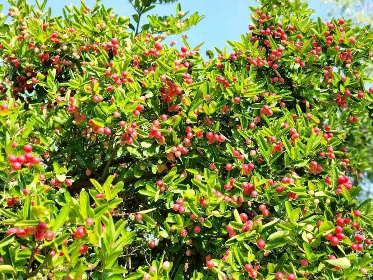 ขายที่ดินปากช่อง เขาใหญ่ : ขายที่ดินพร้อมสวน  อ.ปากช่อง จ.โคราช (5 ไร่ 2 งาน) หลัง Big C ปากช่อง-เขาใหญ่