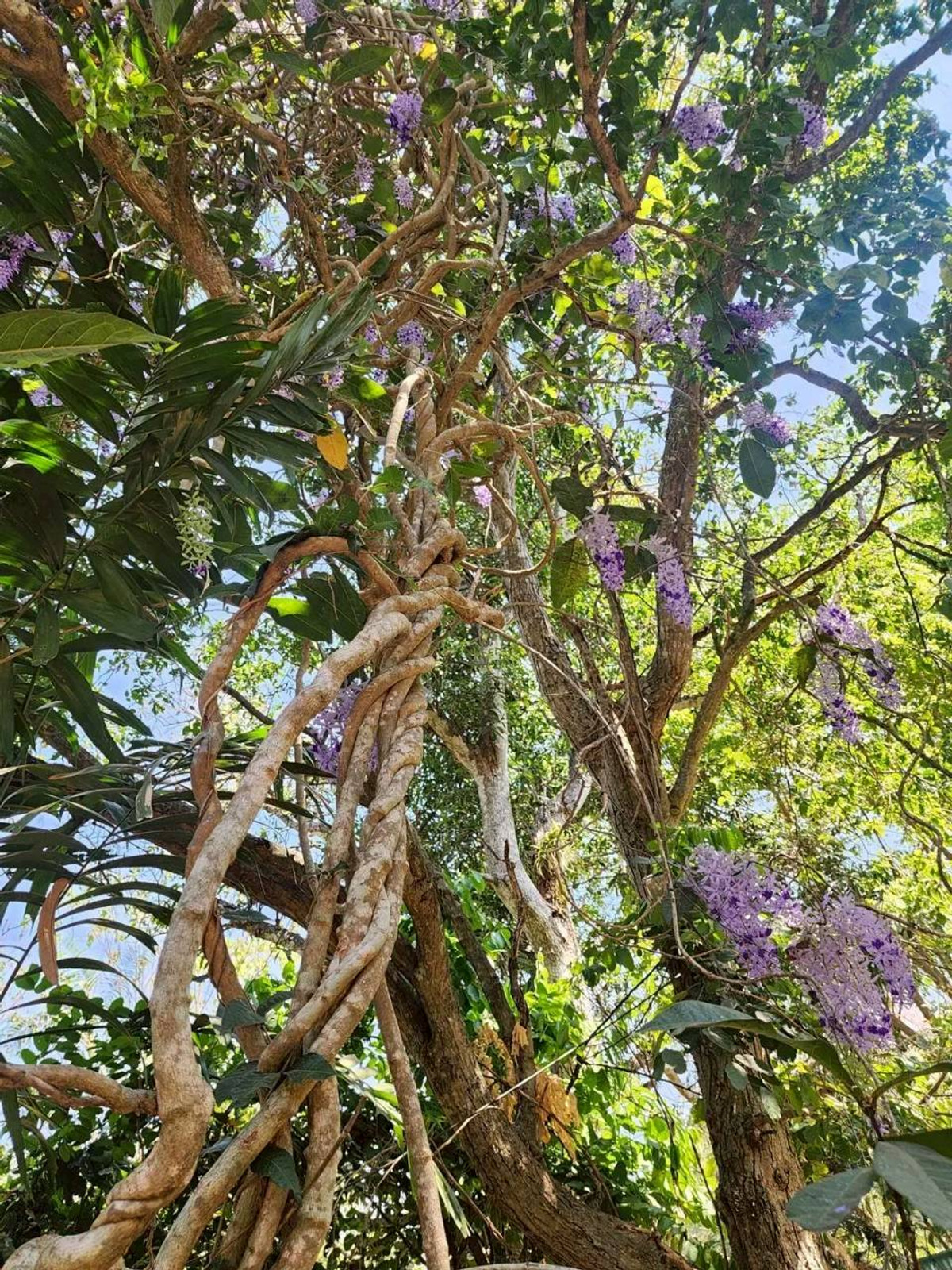 ขายที่ดินปากช่อง เขาใหญ่ : ขายที่ดินพร้อมสวน  อ.ปากช่อง จ.โคราช (5 ไร่ 2 งาน) หลัง Big C ปากช่อง-เขาใหญ่