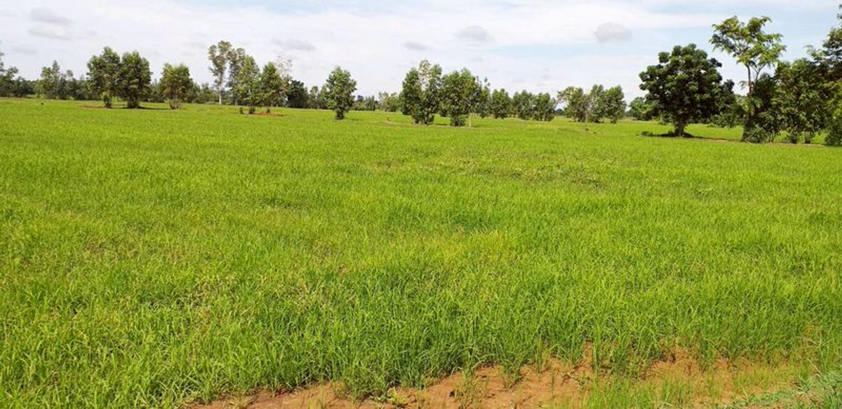 ขายที่ดินนครสวรรค์ : ขาย ที่ดิน 64-0-48 ไร่ ตำบลห้วยถั่วเหนือ อำเภอหนองบัว จังหวัดนครสวรรค์