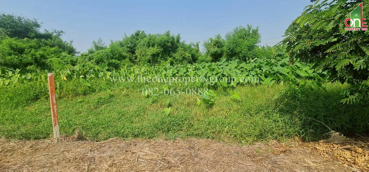 ขายที่ดินนครปฐม : ที่ดิน 1-2-58.8 ไร่ ยังไม่ถม ถ.มาลัยแมน ถ.เลียบคลองประปา ต.บ้านยาว อ.เมืองนครปฐม จ.นครปฐม