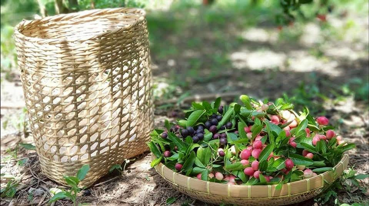 ขายที่ดินปากช่อง เขาใหญ่ : ขายที่ดินพร้อมสวน  อ.ปากช่อง จ.โคราช (5 ไร่ 2 งาน) หลัง Big C ปากช่อง-เขาใหญ่