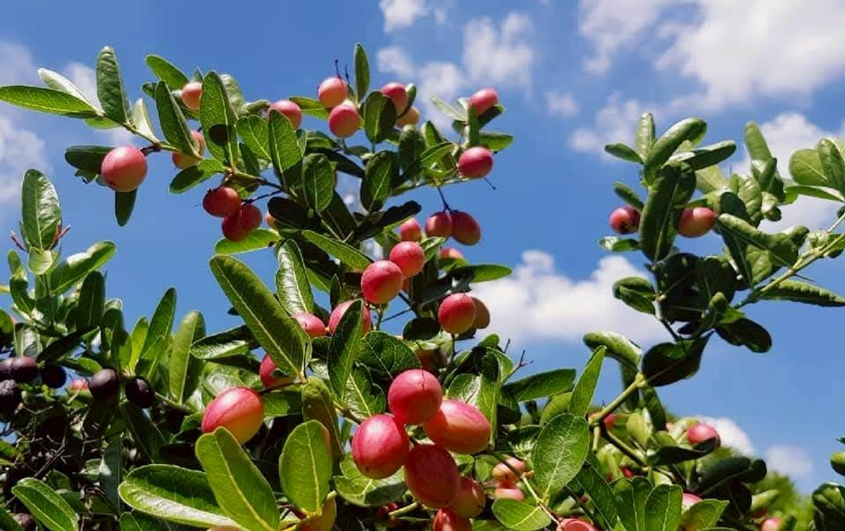 ขายที่ดินปากช่อง เขาใหญ่ : ขายที่ดินพร้อมสวน  อ.ปากช่อง จ.โคราช (5 ไร่ 2 งาน) หลัง Big C ปากช่อง-เขาใหญ่