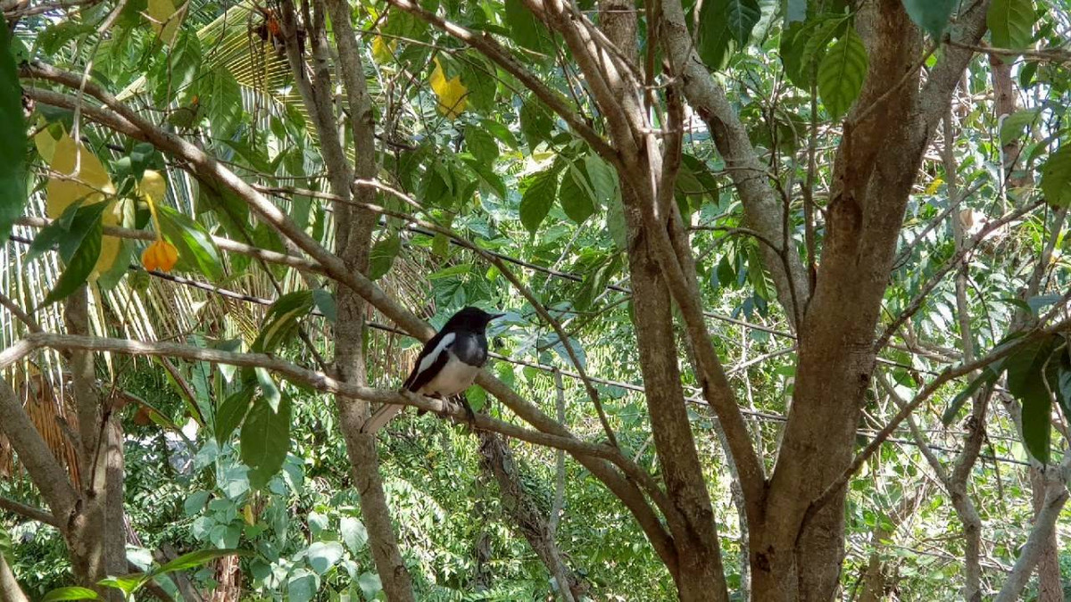 ขายที่ดินปากช่อง เขาใหญ่ : ขายที่ดินพร้อมสวน  อ.ปากช่อง จ.โคราช (5 ไร่ 2 งาน) หลัง Big C ปากช่อง-เขาใหญ่