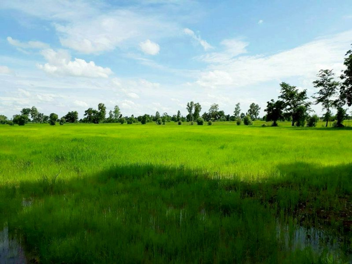 For SaleLandNakhon Sawan : Land for sale 64-0-48 rai, Huai Tan Nuea Subdistrict, Nong Bua District, Nakhon Sawan Province.
