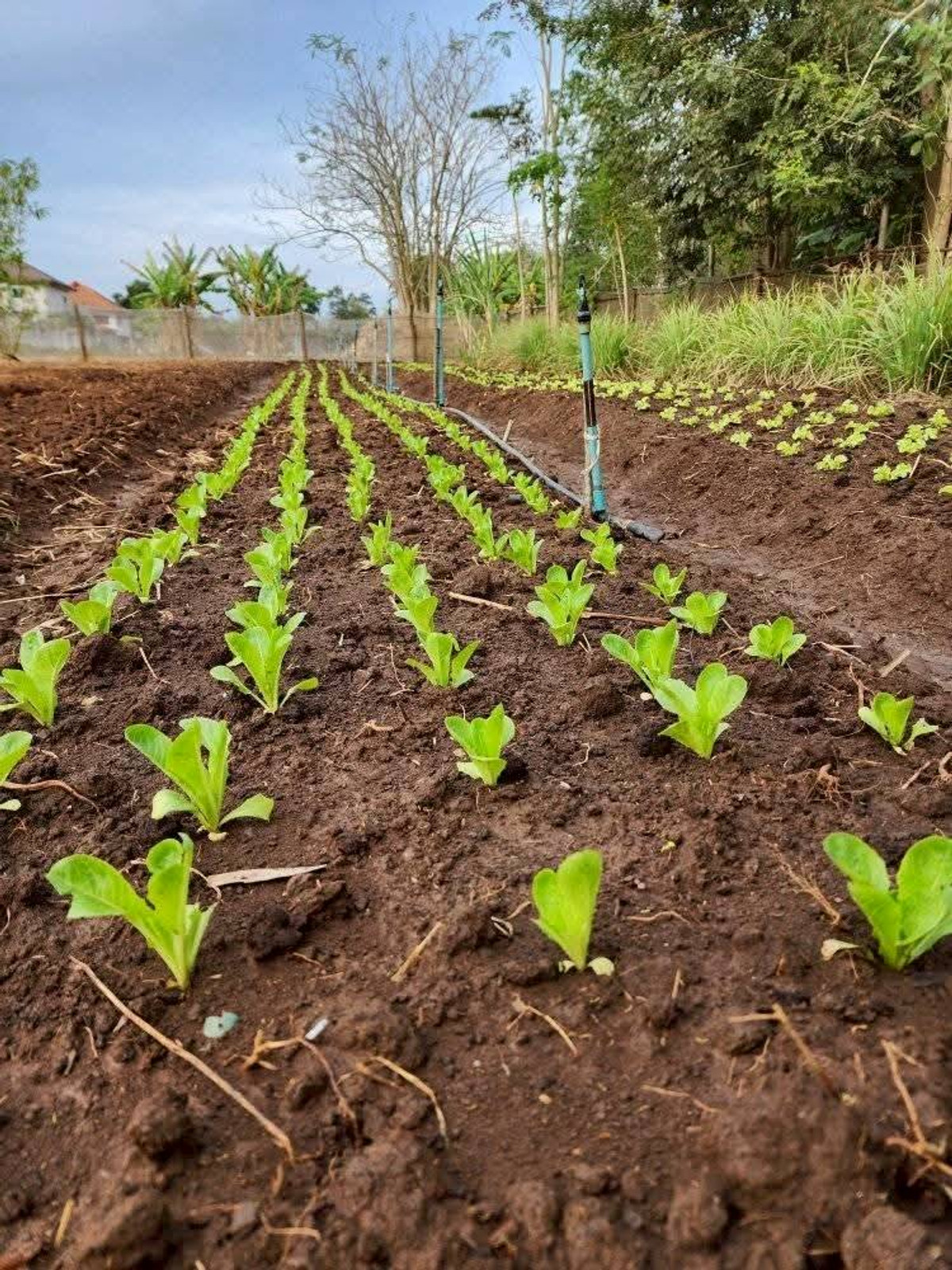 ขายที่ดินปากช่อง เขาใหญ่ : ขายที่ดินพร้อมสวน  อ.ปากช่อง จ.โคราช (5 ไร่ 2 งาน) หลัง Big C ปากช่อง-เขาใหญ่