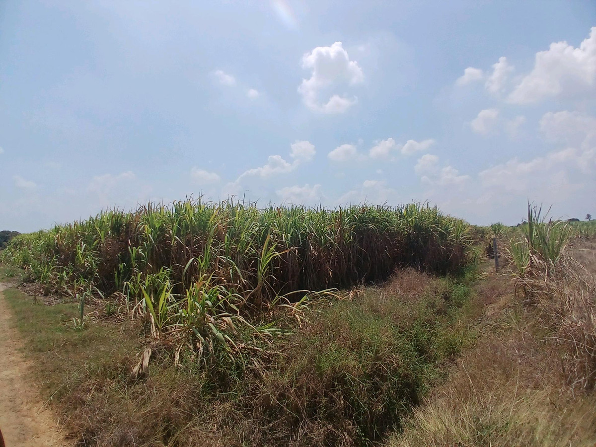 ขายที่ดินสุพรรณบุรี : 🌿 ขายที่ดินสุพรรณบุรี 10 ไร่ ติดคลองชลประทาน 💰 พร้อมไร่อ้อย เก็บเกี่ยวขายได้ทันที!