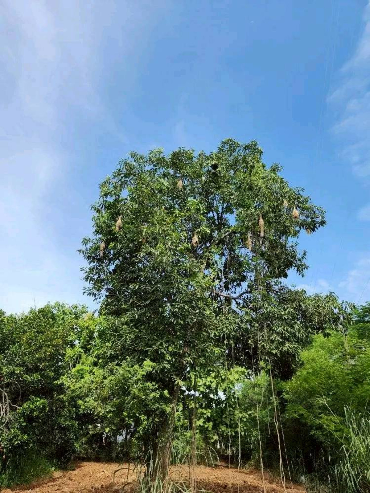 ขายที่ดินปากช่อง เขาใหญ่ : ขายที่ดินพร้อมสวน  อ.ปากช่อง จ.โคราช (5 ไร่ 2 งาน) หลัง Big C ปากช่อง-เขาใหญ่