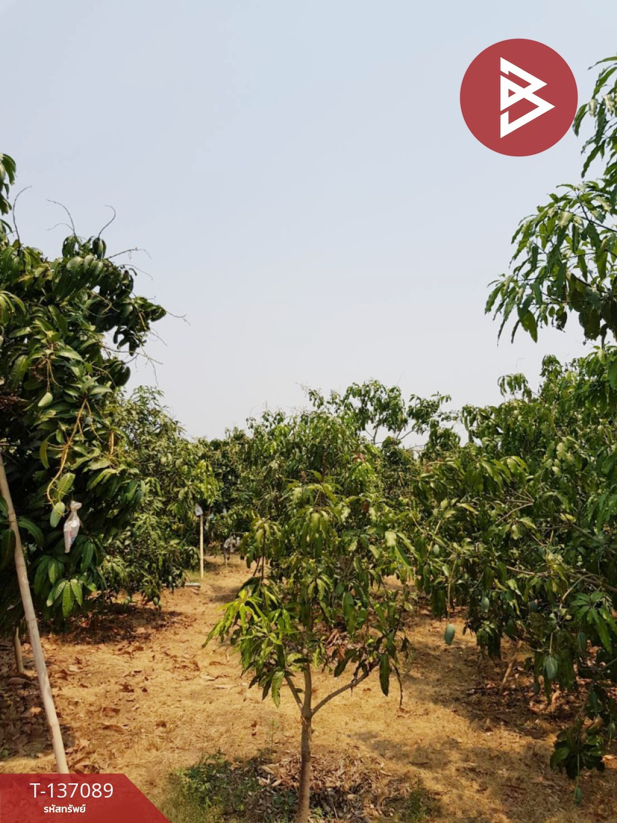 ขายที่ดินลำพูน : ขายที่ดิน เนื้อที่ 3 ไร่ 3 งาน 74.6 ตารางวา บ้านโฮ่ง ลำพูน