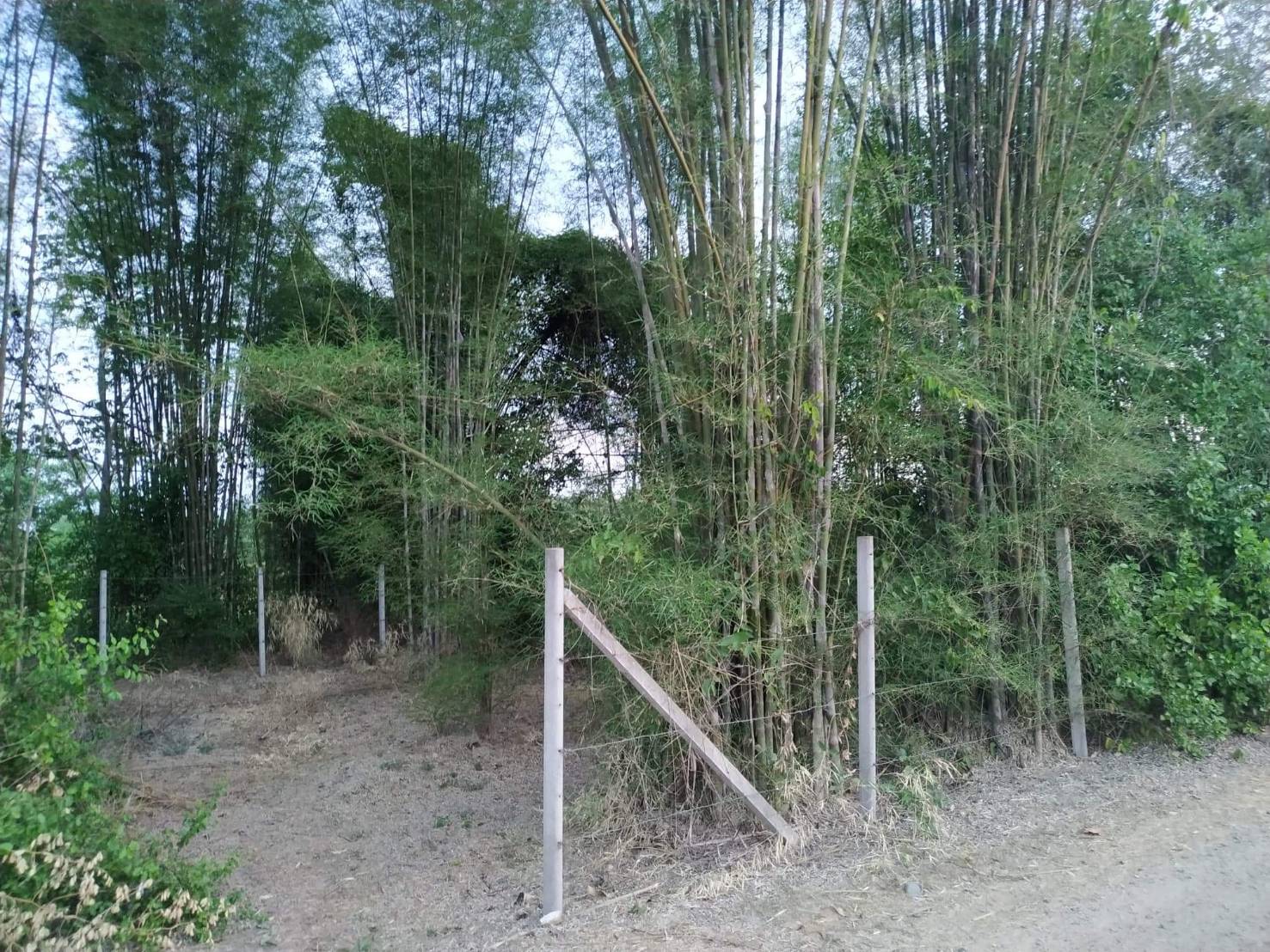 For SaleLandChiang Mai : Land for sale 79 Sq. Wah. Ban Pong, Mae Faek Subdistrict, San Sai District, Chiang Mai / Khun