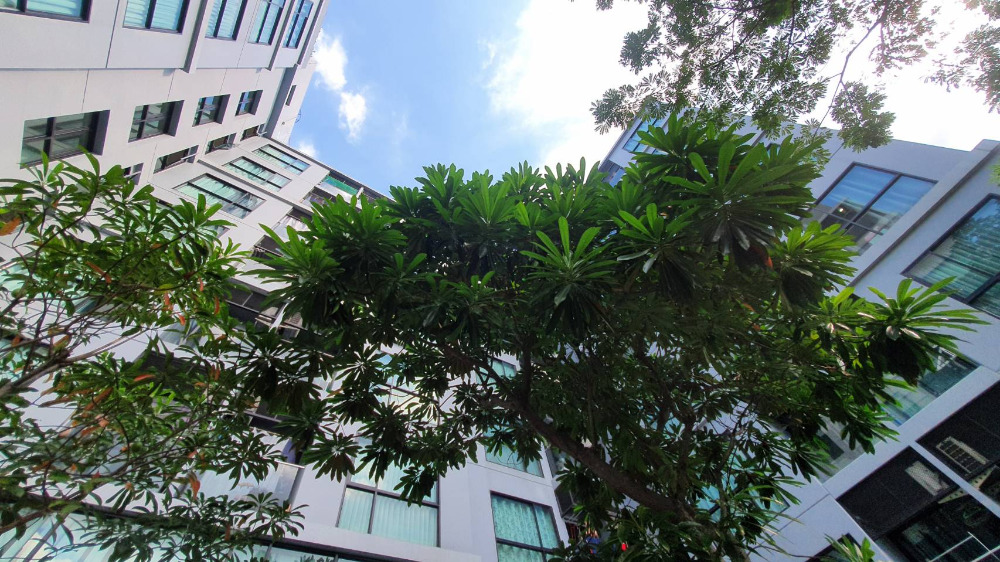 ขายคอนโดปิ่นเกล้า จรัญสนิทวงศ์ : SNS019 **สถานะตามภาพปก ขายพร้อมผู้เช่า** ไลบรารี่ เฮ้าส์ ราคาไม่ถึง 2 ล้าน ห้องสวยพร้อมอยู่ ปล่อยเช่าง่าย ผมรับประกัน