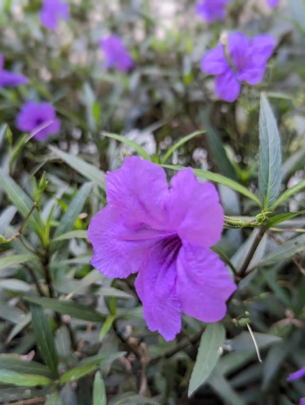 For RentCondoRattanathibet, Sanambinna : The Politant Breeze two bedroom,two bath room face South with swimming pool and Riverview