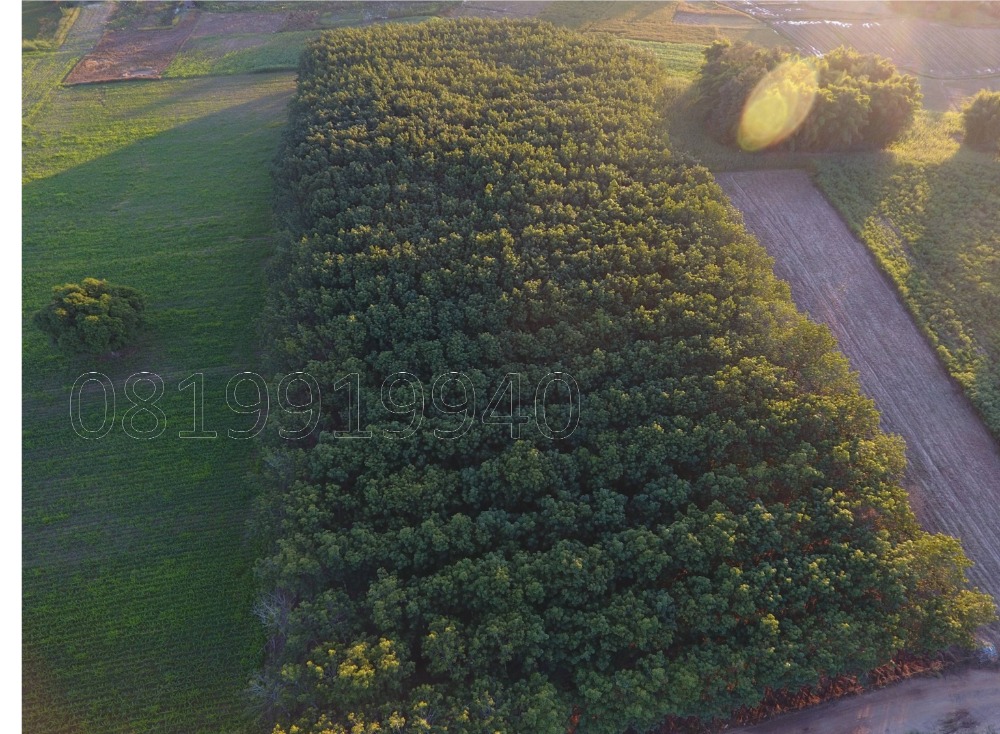 For SaleLandChiang Rai : Land for sale next to the Mekong River Chiang Khong District