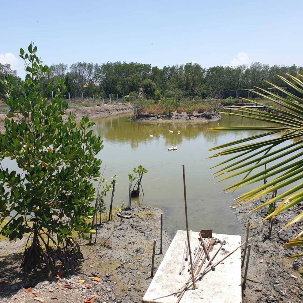 ขายที่ดินพระราม 2 บางขุนเทียน : ขายที่ดิน พร้อมบ้านเดี่ยว  2 ชั้น (ปัจจุบันเป็นร้านอาหาร)  ถ.เทียนทะเล  ท่าข้าม  บางขุนเทียน  กรุงเทพ