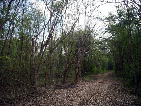 For SaleLandRatchaburi : For sale, rent, land, Bang Phae, 2 rai, Ratchaburi province.