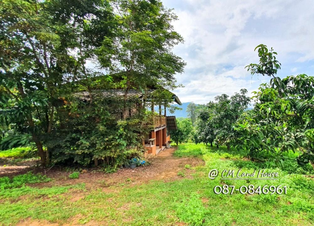 For SaleLandChiang Mai : urgent! Reduced to 160,000 per rai, Baan Suan Klang Doi, Phrao District, title deed 28-1-54 rai, mango-longan orchard of over 400 trees.