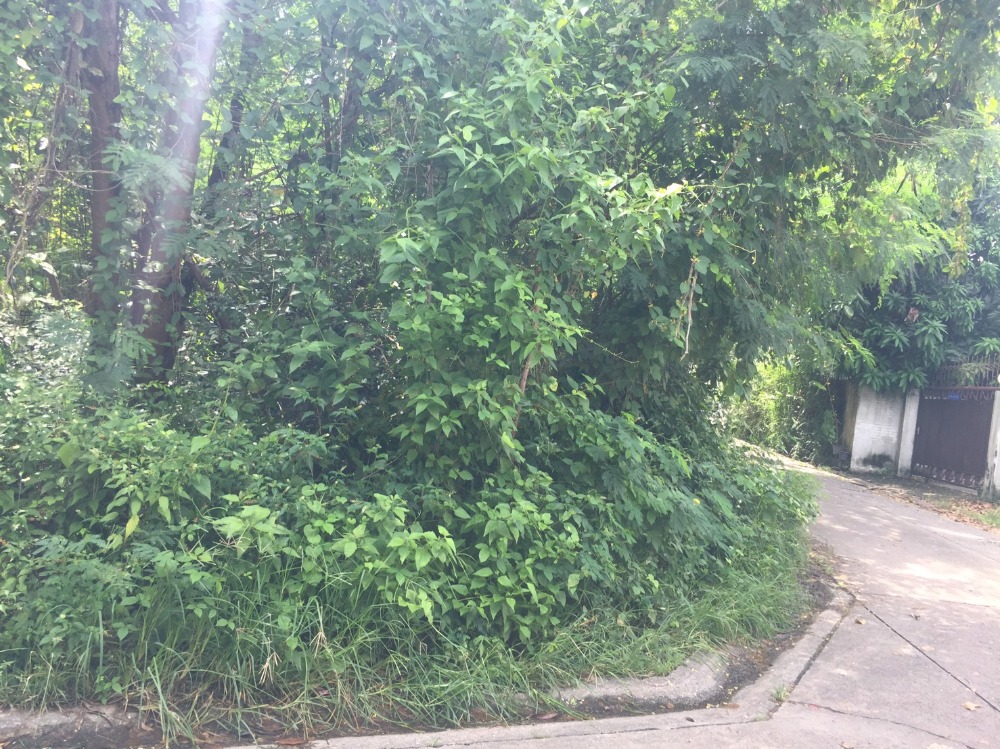 ขายที่ดินสะพานควาย จตุจักร : ขาย ที่ดิน 3ไร่ (1,200 ตรว.) พหลโยธิน ซอย24