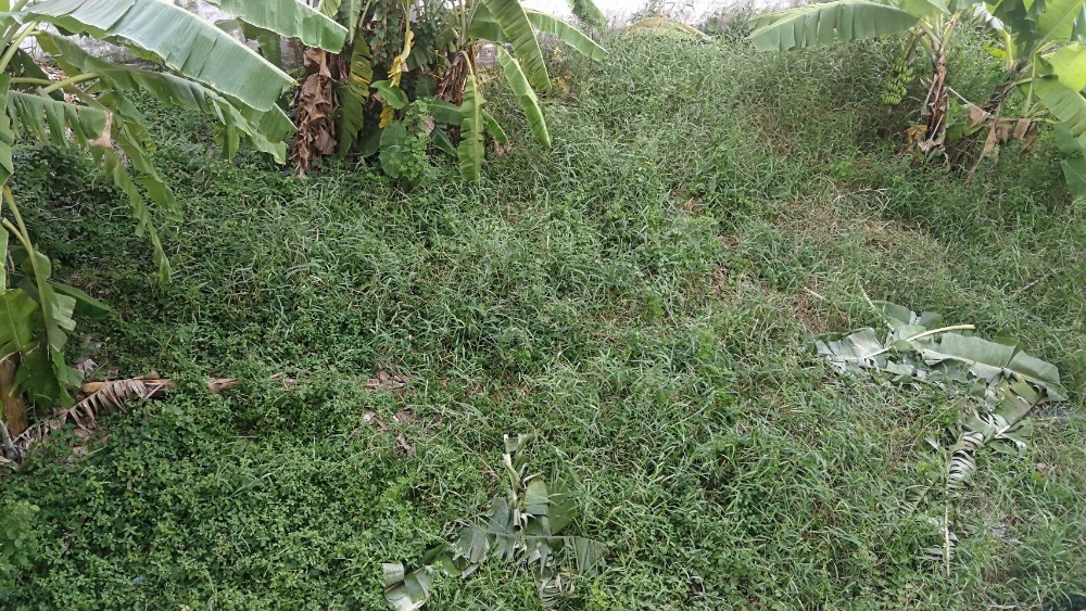 ขายอาคารพาณิชย์ปทุมธานี รังสิต ธรรมศาสตร์ : ขายอาคารพานิชย์ 3 ชั้น 4 กู้เต็ม เงินเหลือ ติดแมกแวลู หทัยราษฎร์ ยื่นสินเชื่อฟรี